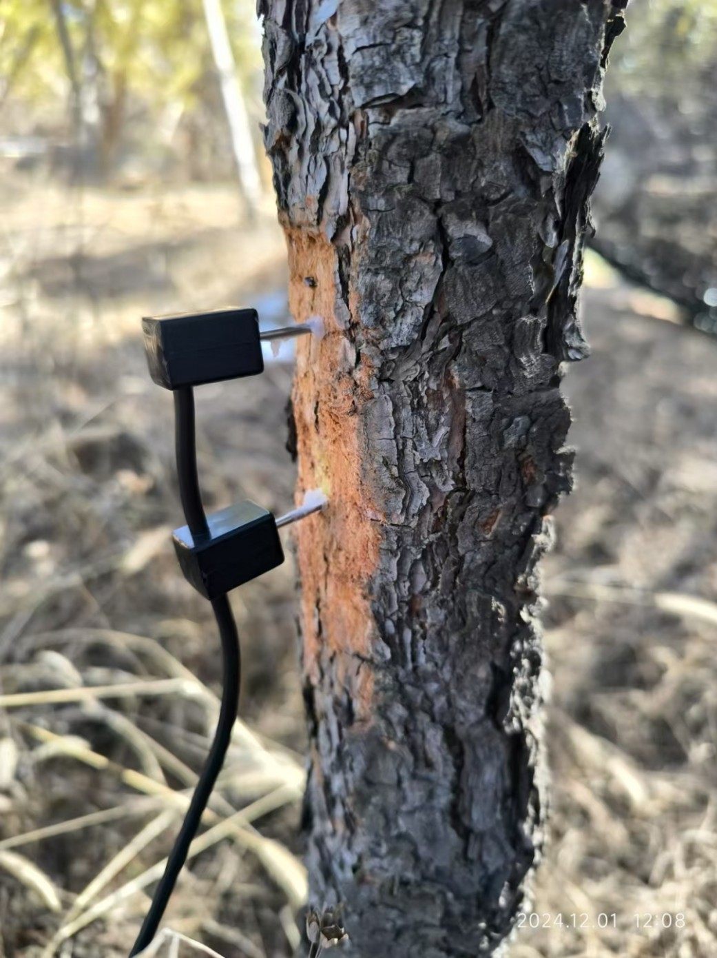 樹干液流監(jiān)測系統